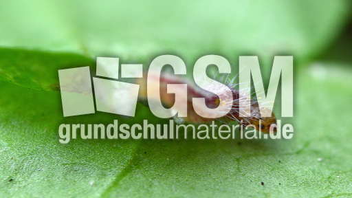 Schmetterlingsraupe (8).jpg